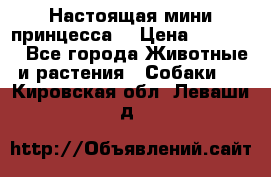 Настоящая мини принцесса  › Цена ­ 25 000 - Все города Животные и растения » Собаки   . Кировская обл.,Леваши д.